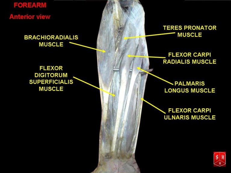 Forearm Pain Doing Biceps Curls Cause and Solution » Scary Symptoms