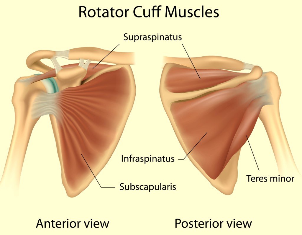 how-massage-therapy-affects-rotator-cuff-tendinopathy