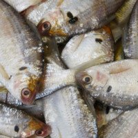Does All Your Food Taste Fishy? Possible Causes