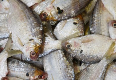 Does All Your Food Taste Fishy? Possible Causes » Scary Symptoms