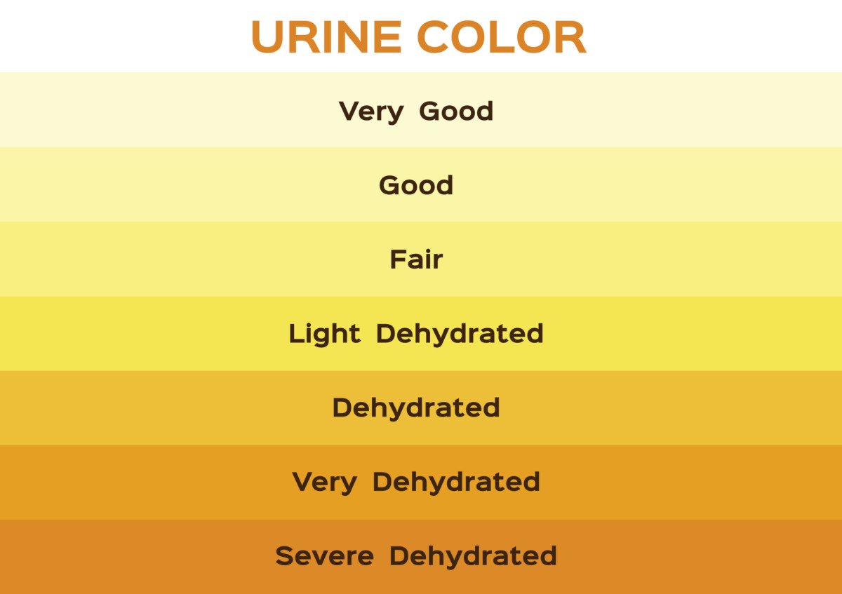 Orange Urine vs. Dark Yellow: Telling the Difference » Scary Symptoms