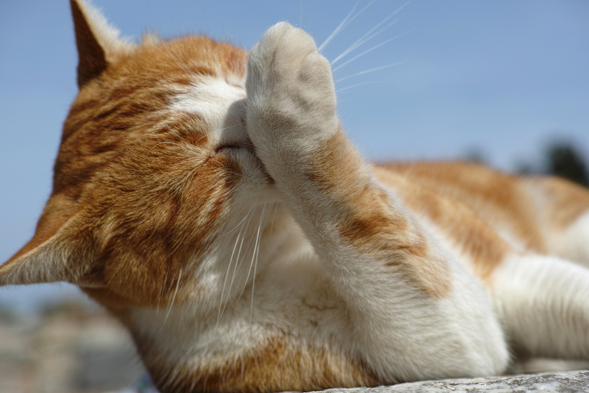 Declawing Cat: Is Licking Paws Okay After Procedure?
