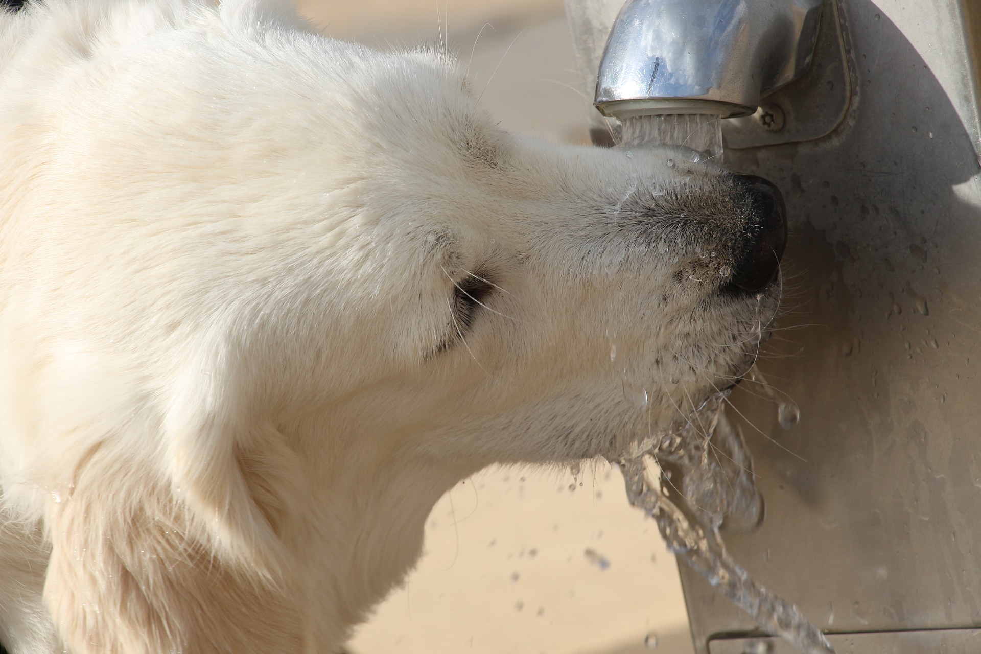 Dog Drinking Tons of Water Could Mean Serious Disease