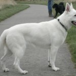 How to Remove White German Shepherd Hair from Furniture