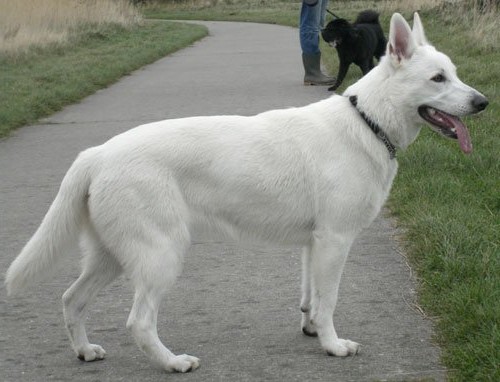 Why Your White German Shepherd Is Losing Patches of Fur