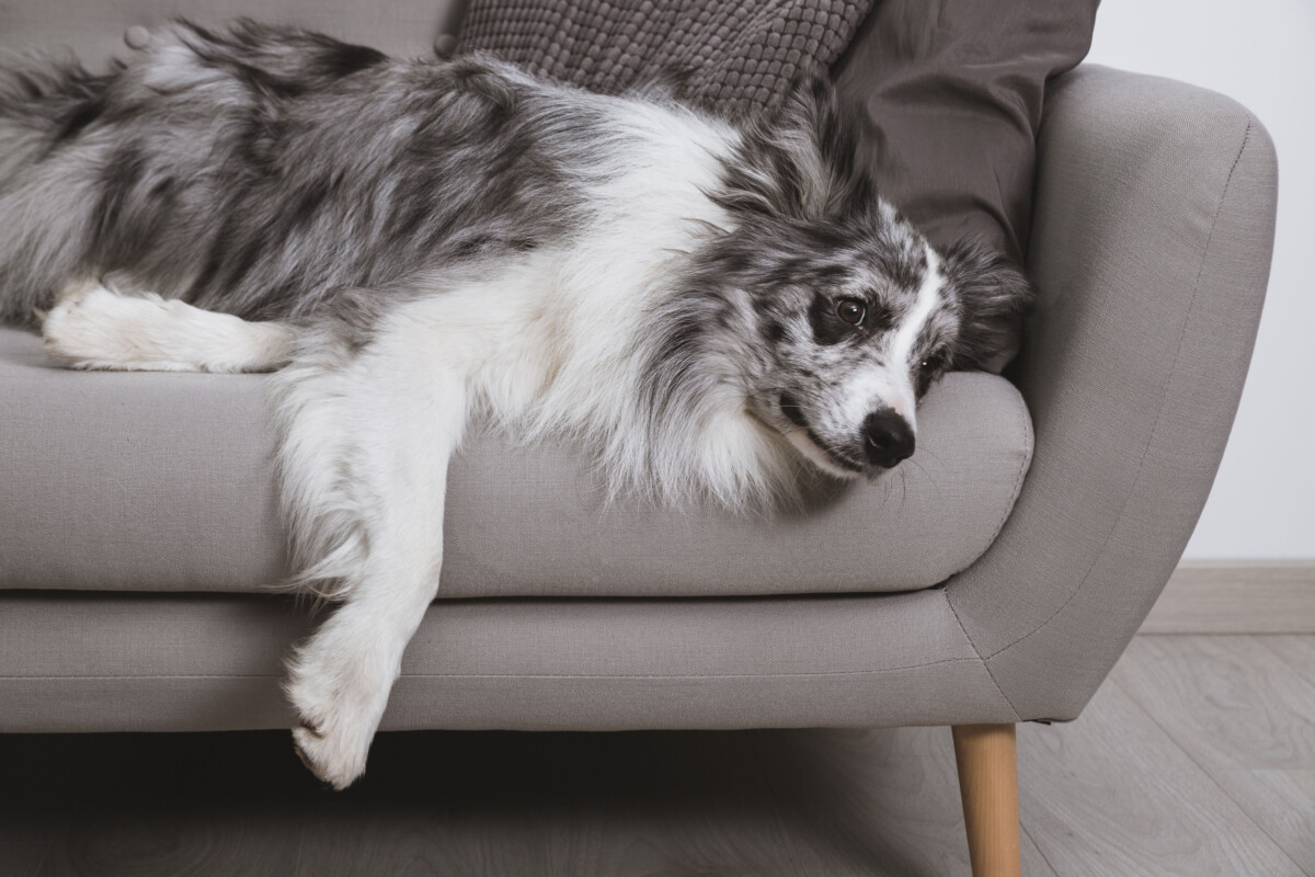 housetrained-dog-pooping-inside-house-causes-solutions-scary-symptoms