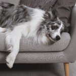 Housetrained Dog Pooping Inside House? Causes & Solutions