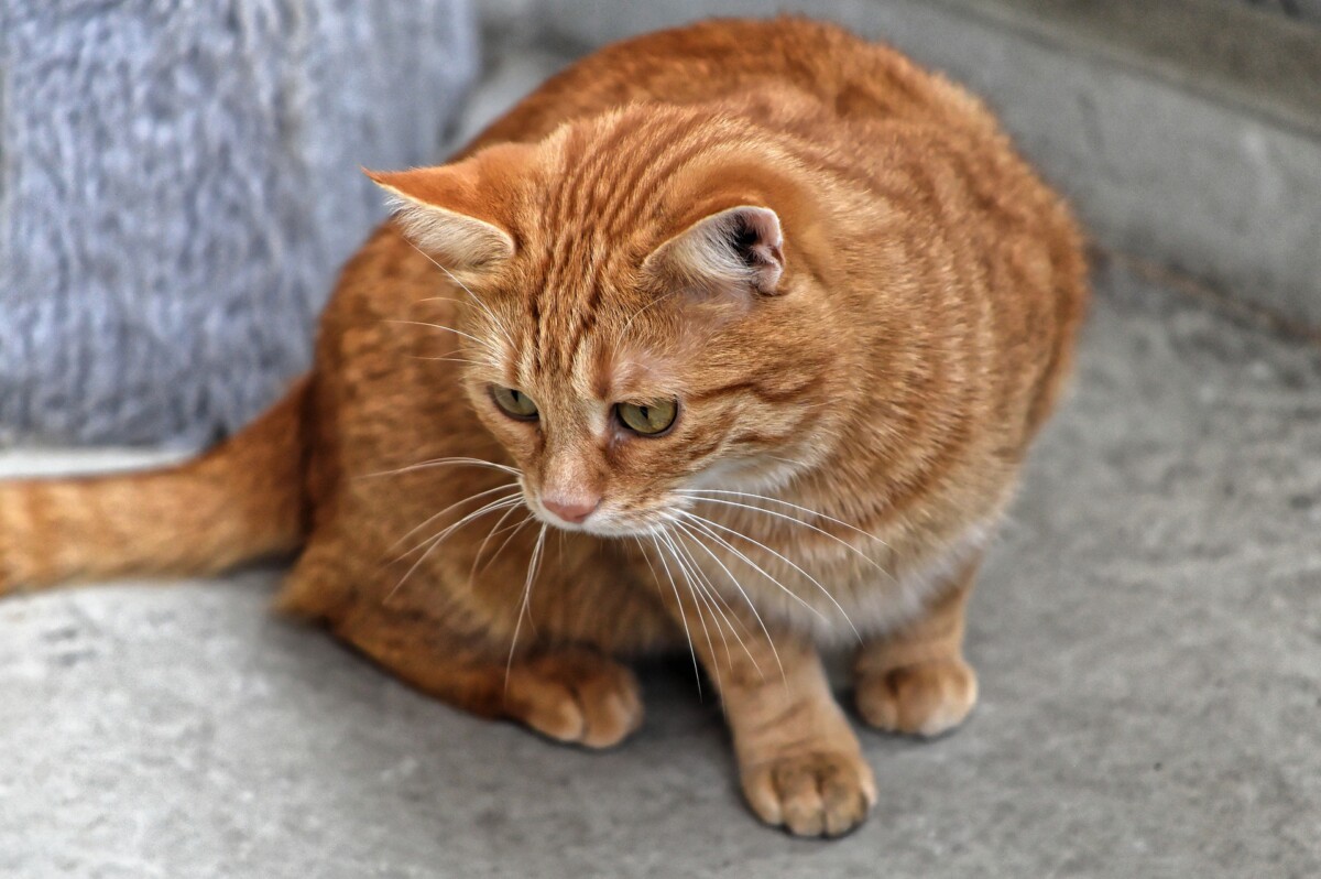 Can Swollen Anus in Cat Be Caused by Cancer? » Scary Symptoms