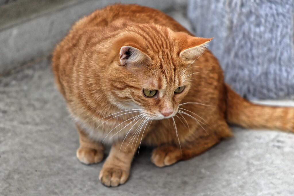 Can Swollen Anus in Cat Be Caused by Cancer? » Scary Symptoms