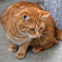 Can Swollen Anus in Cat Be Caused by Cancer?