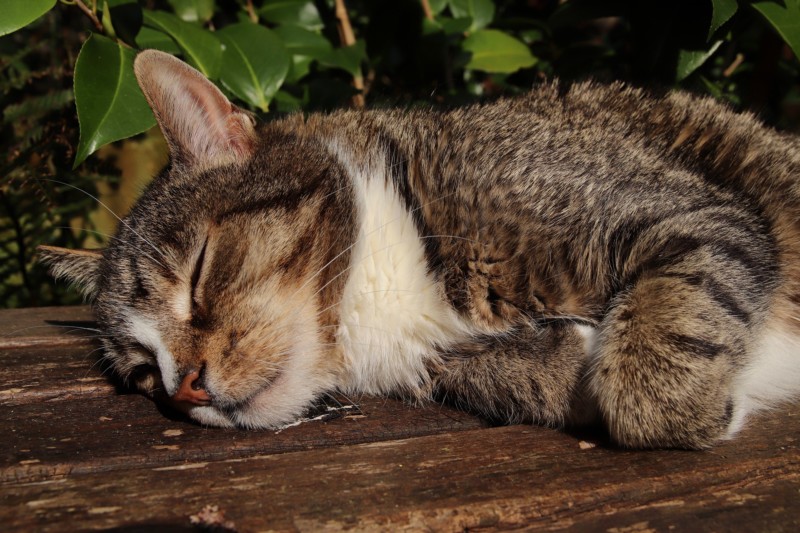 Can Cancer Cause Hair Loss on Cat’s Ears? » Scary Symptoms