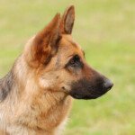 Sudden Weakness in Dog’s Back Legs: 4 Causes