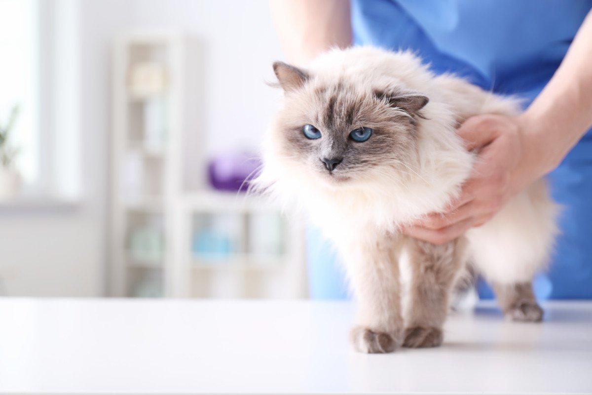 sudden-back-leg-weakness-in-old-cats-3-common-causes-scary-symptoms