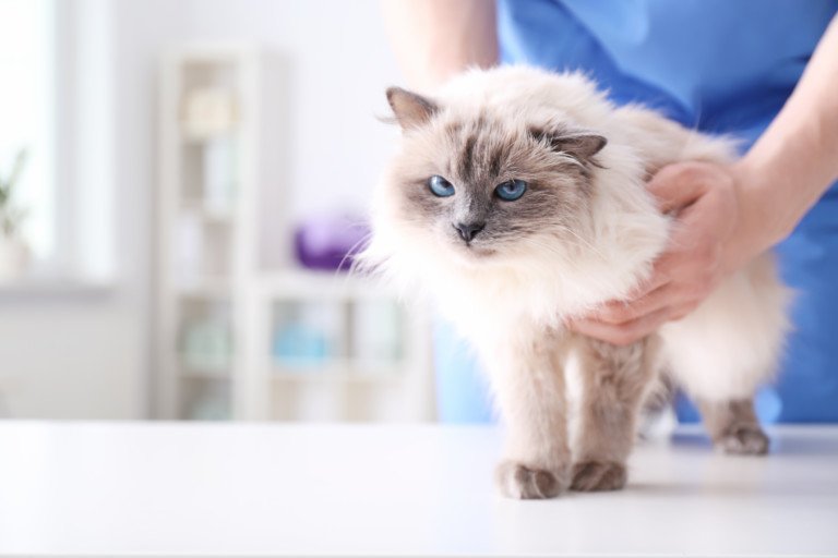 Sudden Back Leg Weakness in Old Cats: 3 Common Causes » Scary Symptoms
