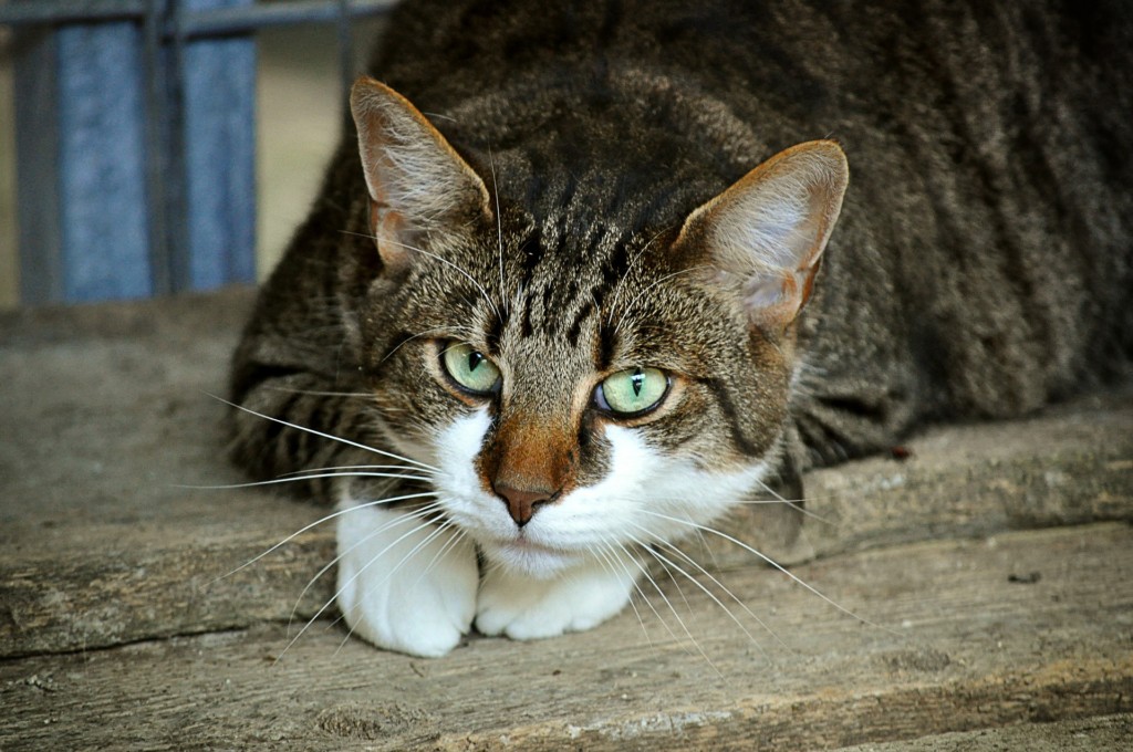 Stunning Elderly Cat Symptoms Of Weakness image
