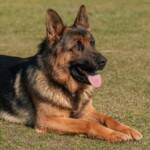 Home Remedy for a Dull Coat on a German Shepherd