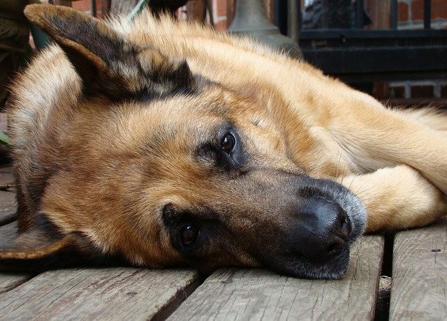 Potassium Bromide Ataxia vs. Tumor Ataxia in Dogs » Scary Symptoms