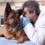 German Shepherd Ear Infections Near Brain: Beware of Wrong Diagnosis