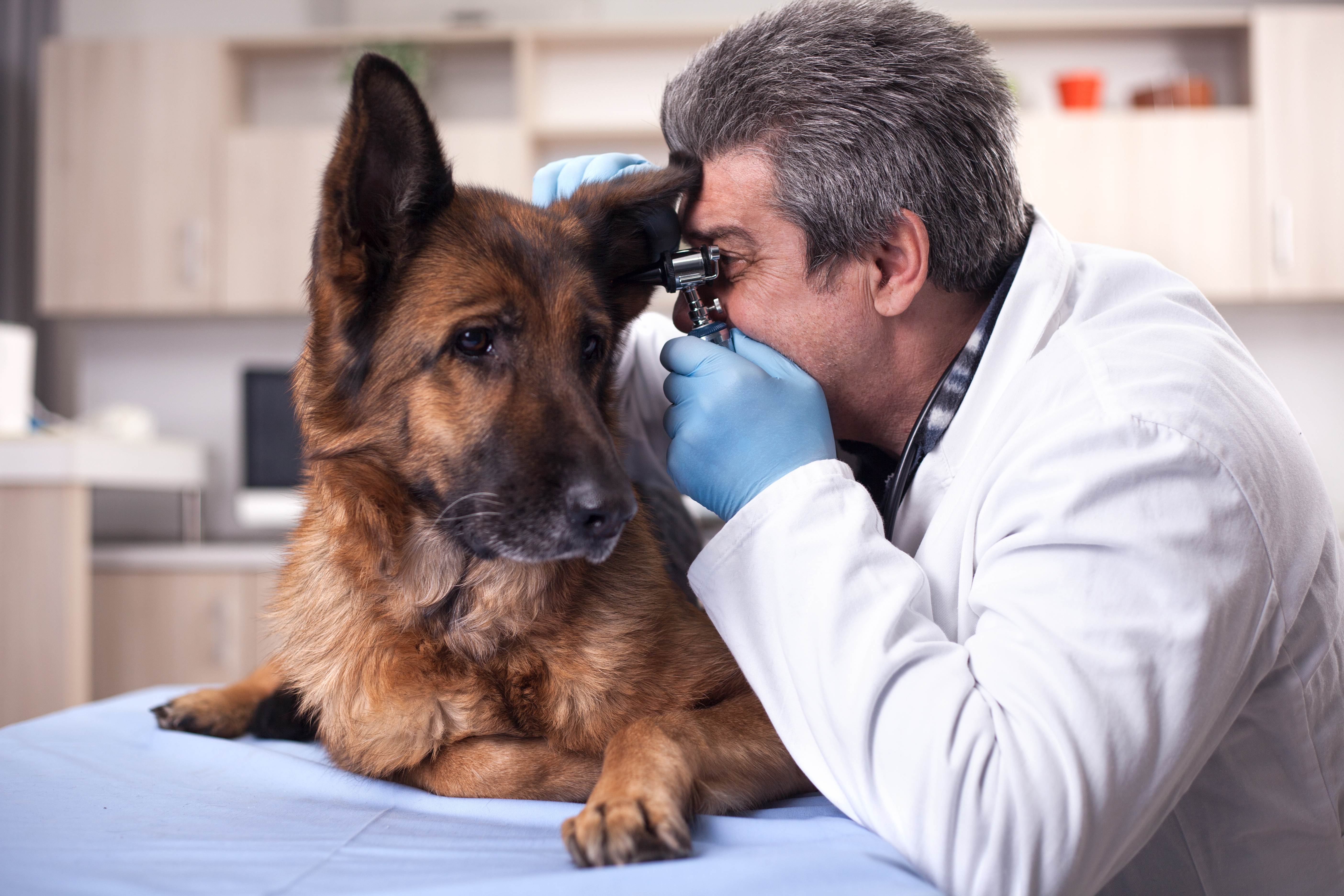 German Shepherd Ear Infections Near Brain: Beware of Wrong Diagnosis
