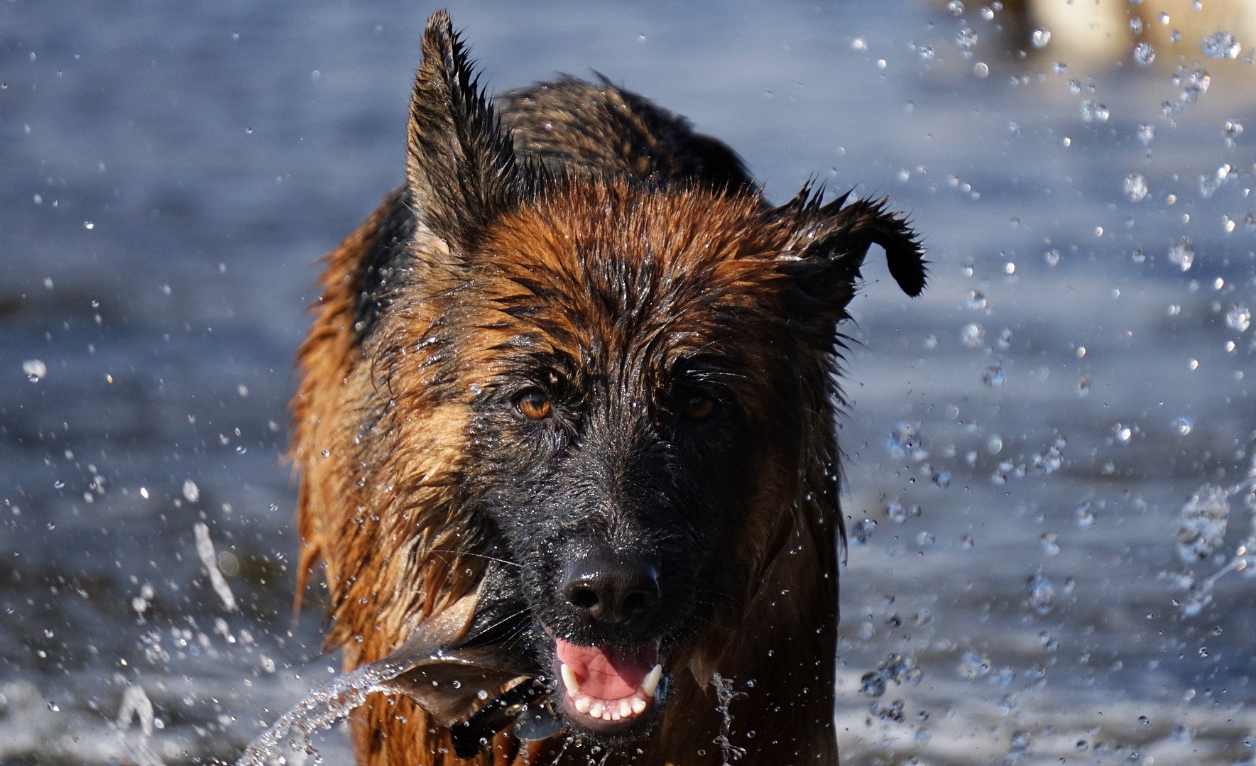 Does Your Hair Smell Like a Wet Dog? » Scary Symptoms