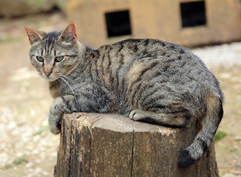 Cat Drags Butt on Floor after Pooping: Causes & Solutions » Scary Symptoms