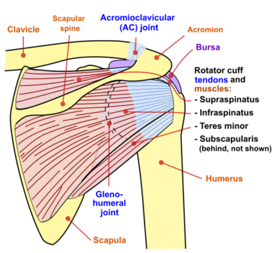 How to Relieve Muscle Cramps from Clavicle Fracture » Scary Symptoms