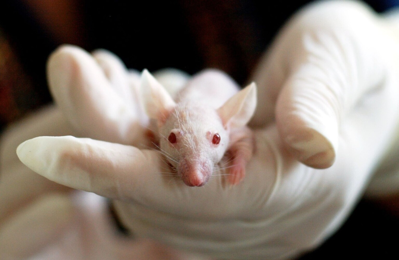 Update on the Copper Study that Halted ALS in Mice » Scary Symptoms