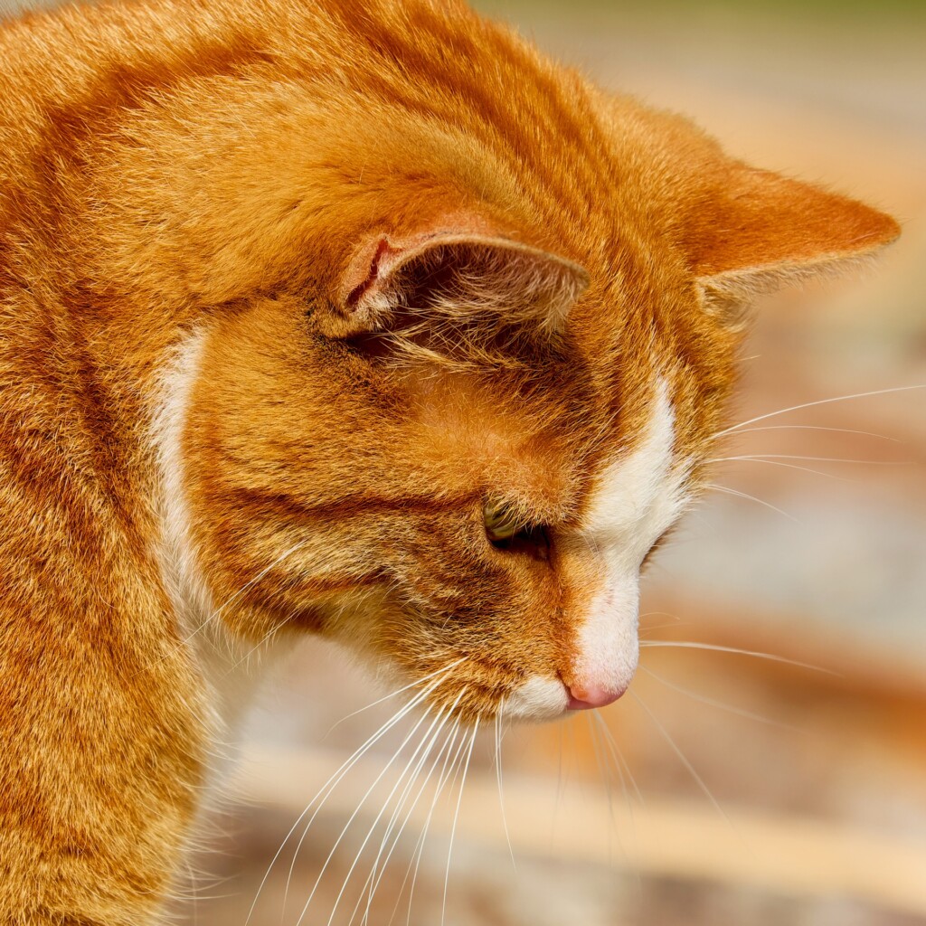 Can Cancer Cause Black Scabs on a Cat's Face? » Scary Symptoms