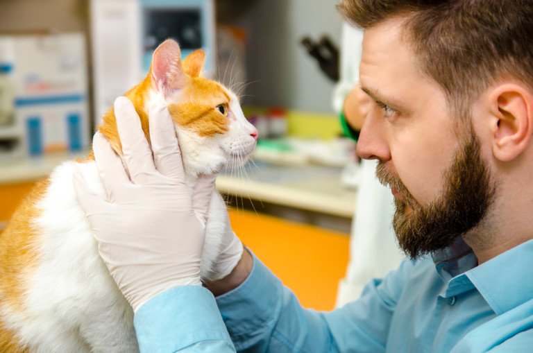 Cat Licking Off Fur 10 Causes Named by Vet » Scary Symptoms