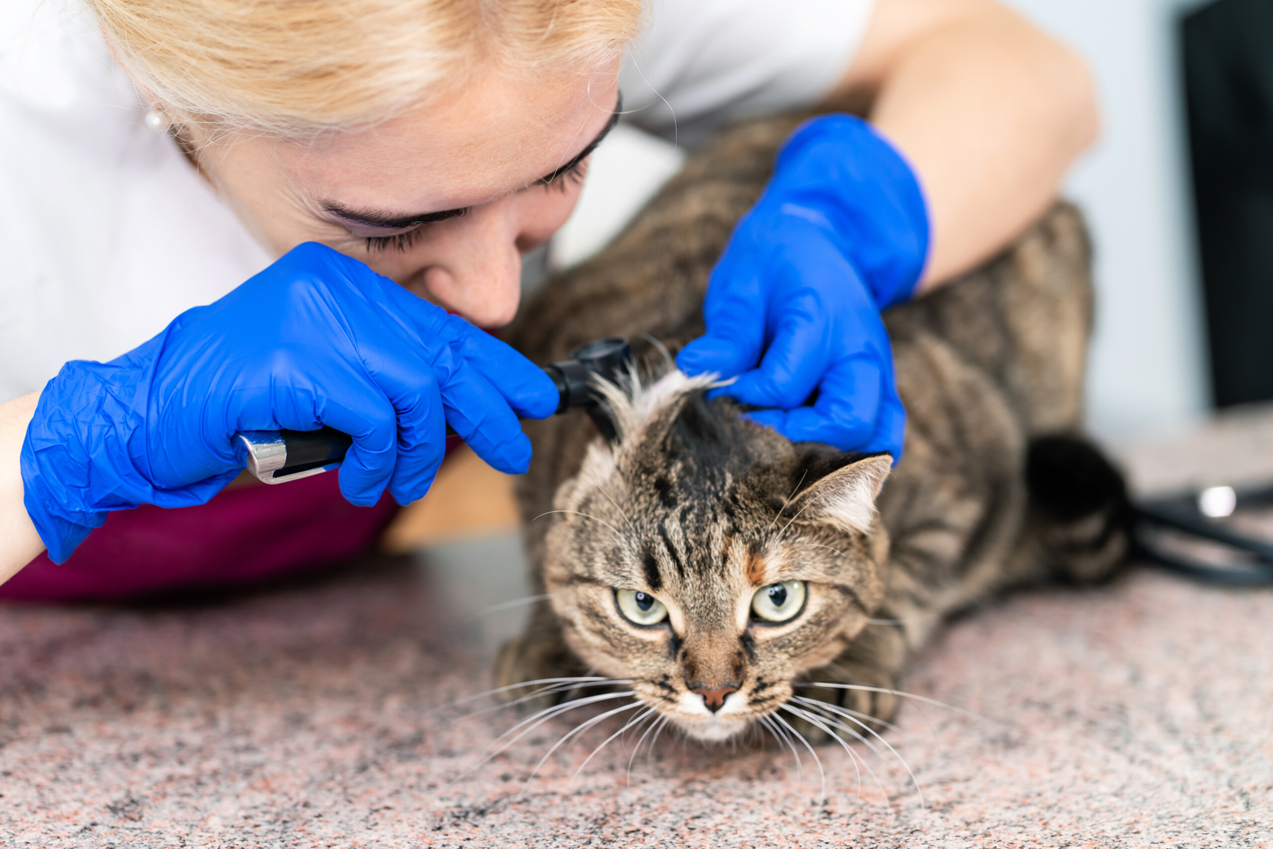 Does My Cat Have Anxiety Quiz Cat Meme Stock Pictures And Photos