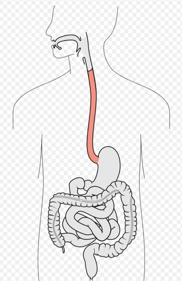How Likely a Stuck Food Feeling in Chest Is Esophageal Cancer? » Scary
