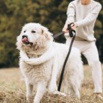 Older Women Afraid of Bone Fracture from Dog Walking: Solutions