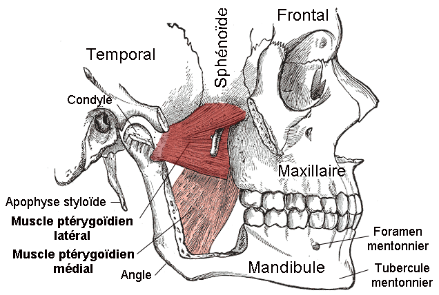 Can TMJ Disorder Cause Fluid Buildup Behind the Ears? » Scary Symptoms