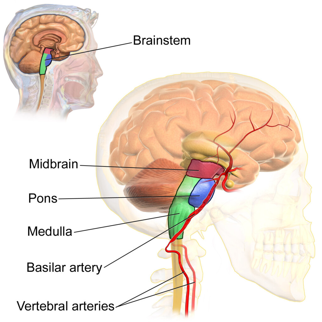 Can Acoustic Neuroma Grow on Brainstem with No Symptoms ? » Scary Symptoms
