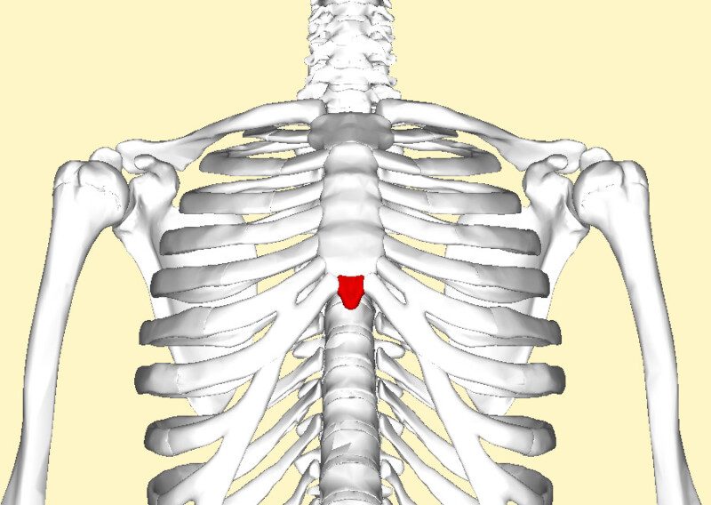 Can an Adult’s Xiphoid Process Be Felt with the Fingers? » Scary Symptoms